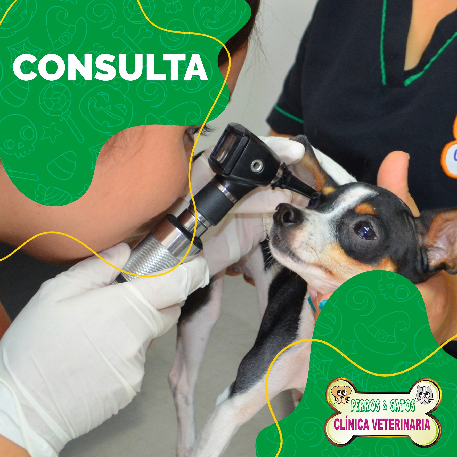 Trae a tu mascota... Perros & Gatos Clínica Veterinaria