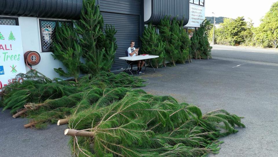 Christmas Trees for Upper Hutt's Birds | Upper Hutt