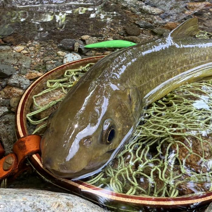 Trout-Labo ふじむら