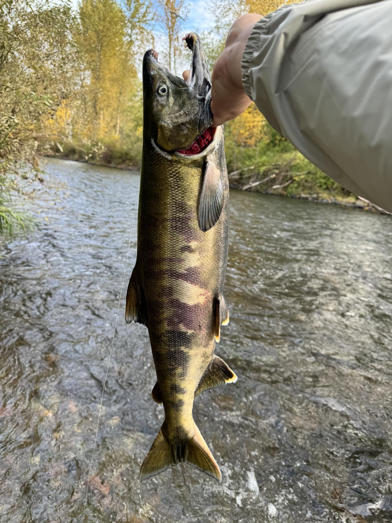Chrome Chum salmon from the Nushagak River. Jeri is all smiles