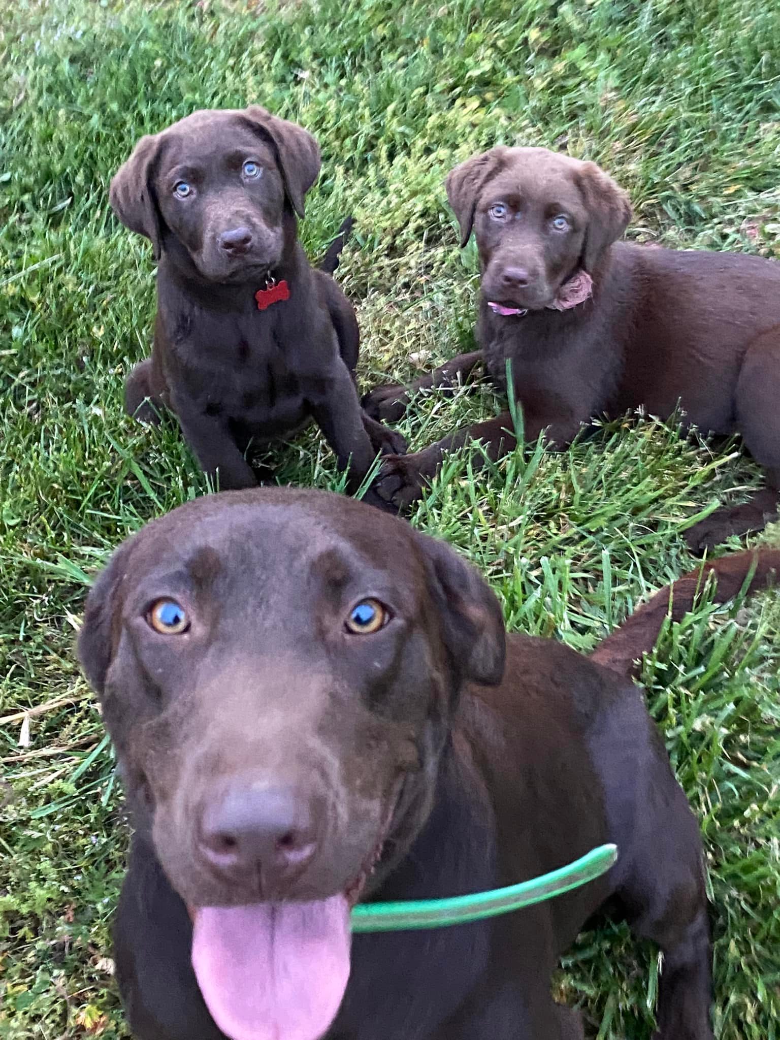 East Deep River Farm... - East Deep River Farm and Labradors