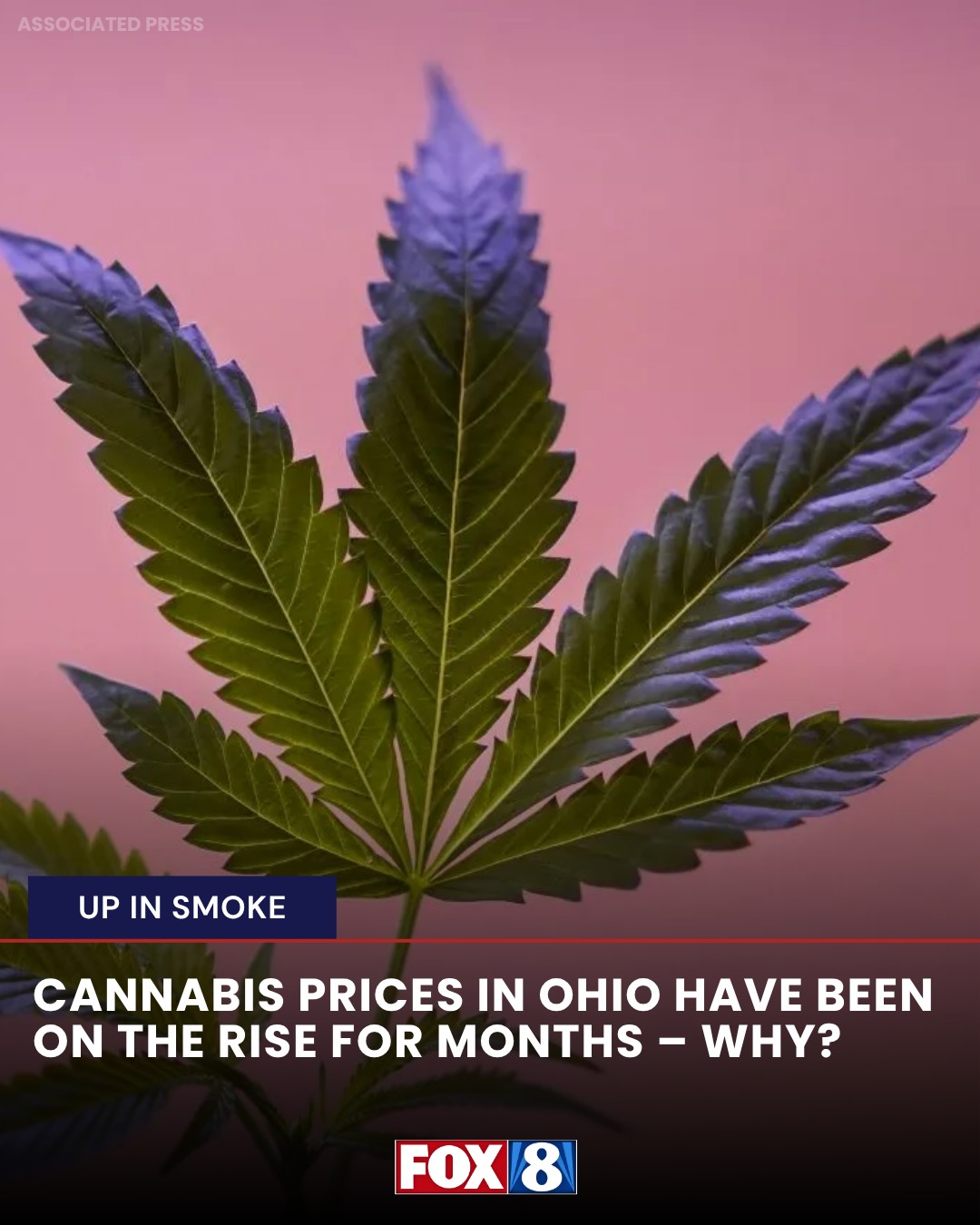 paradise cannabis co. vapes blue diamond State data from Ohio and Michigan shows the average price for an ounce of flower in July was over $100 more expensive in Ohio than Michigan, with average costs of $187.78 Colour:Rose Smok Vape Pen 22 vac_full_coverage