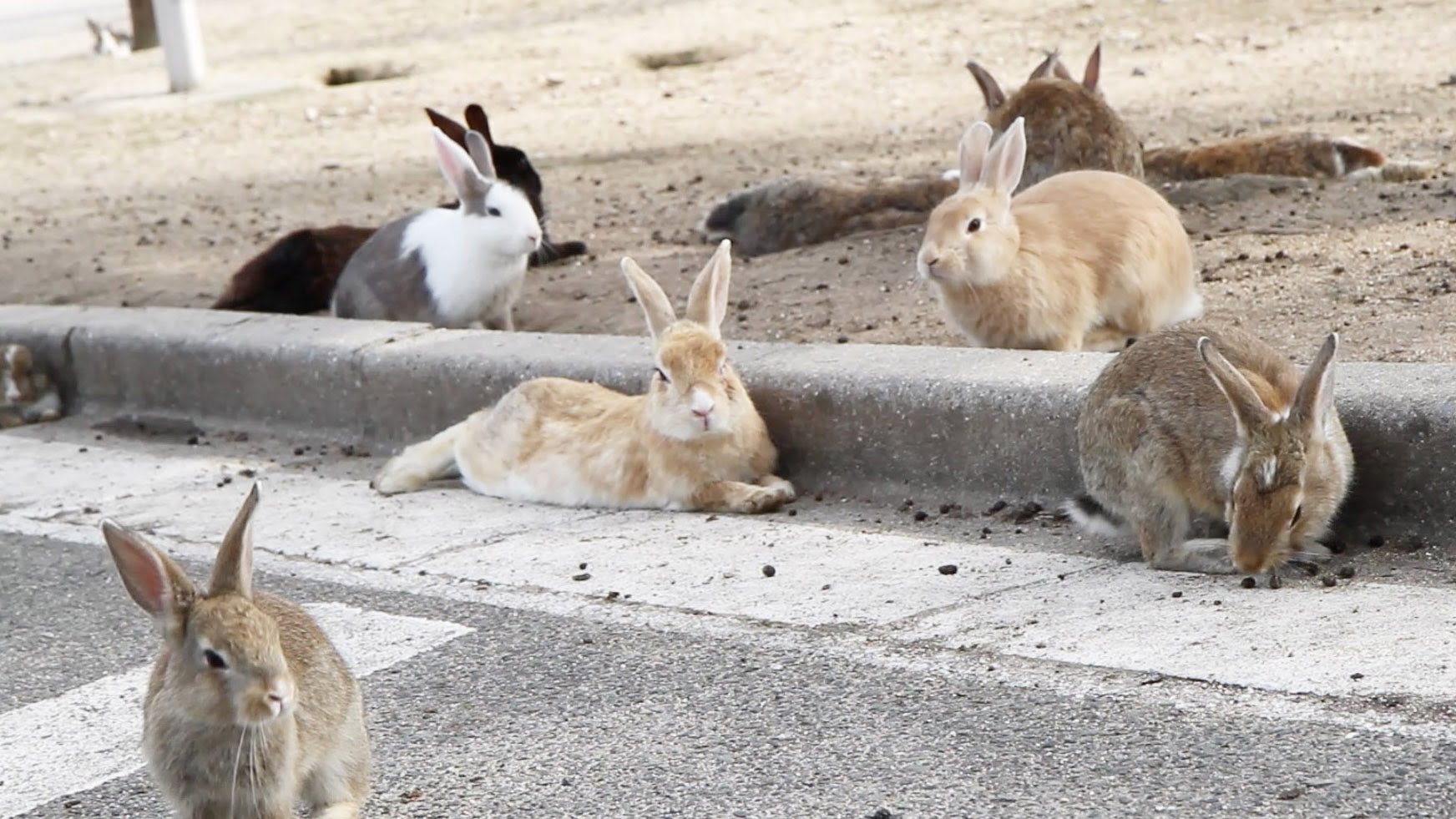 PNW Pet Rabbits | Facebook
