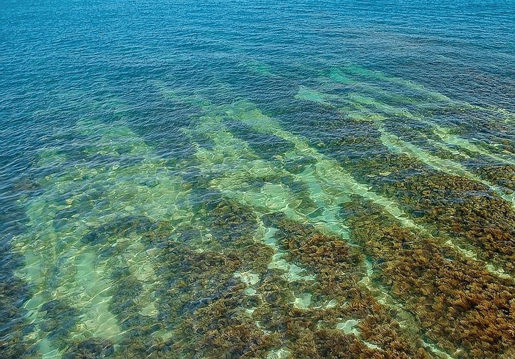 На черном море мы встретим прибрежных водорослях. Морские водоросли черного моря. Водоросли море черного моря. Ламинария Черноморская. Ламинария в черном море