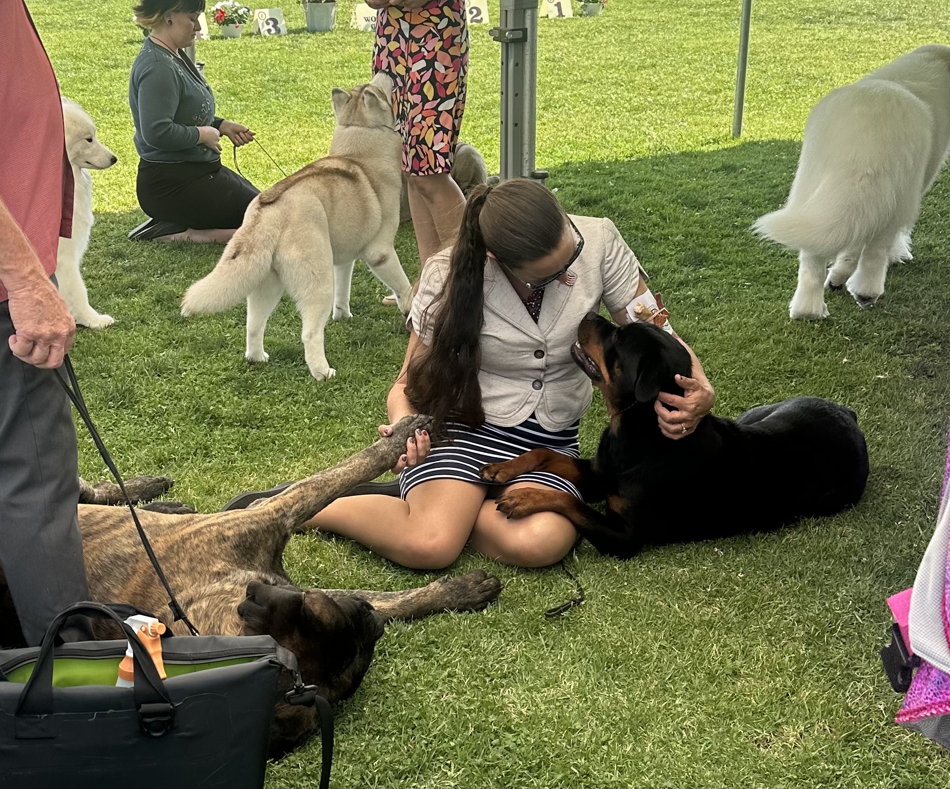 Southwestern Rottweiler Club of San Diego - Meet the Breed Herding The ...