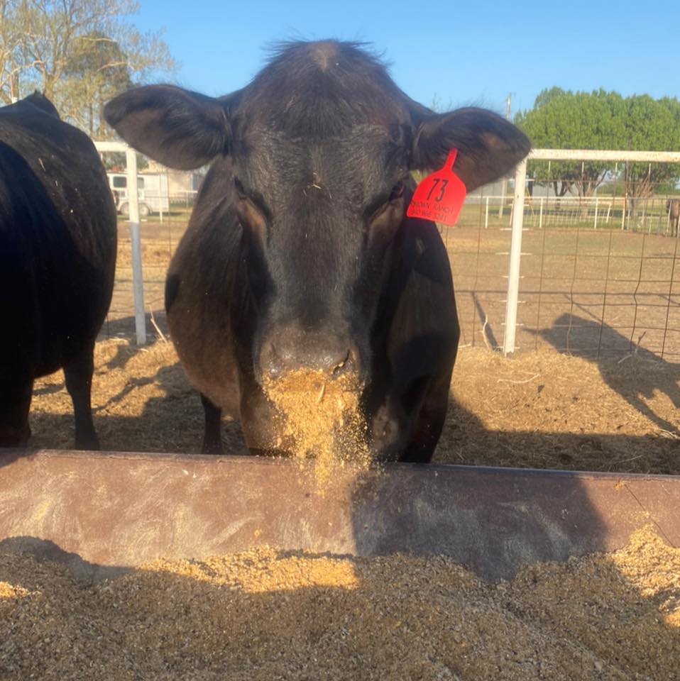 The Wagyu Flat Iron is one of the most versatile cuts — naturally ...
