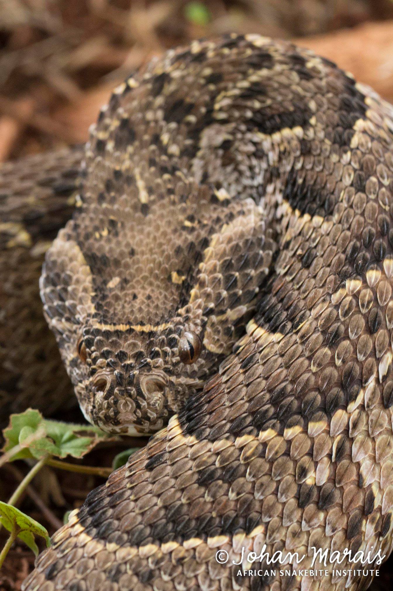 Puff Adder (Bitis arietans... - African Snakebite Institute | Facebook