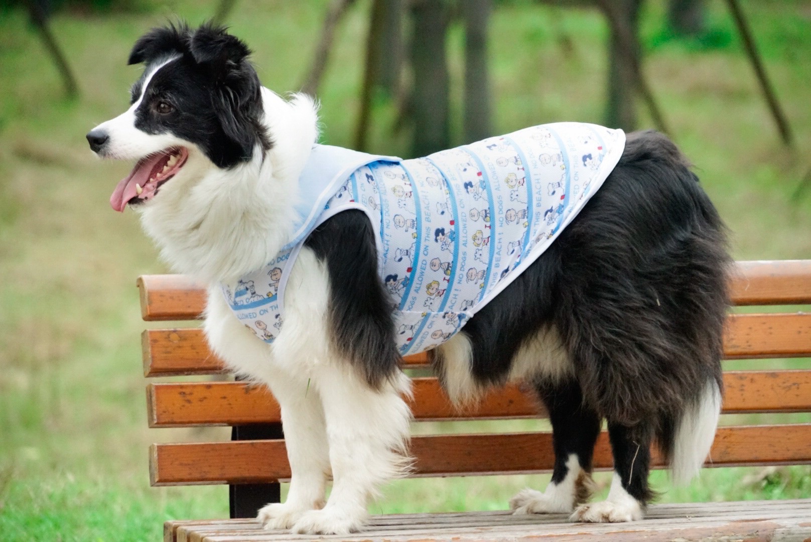 Aurora's Pet Supply | Foster City CA