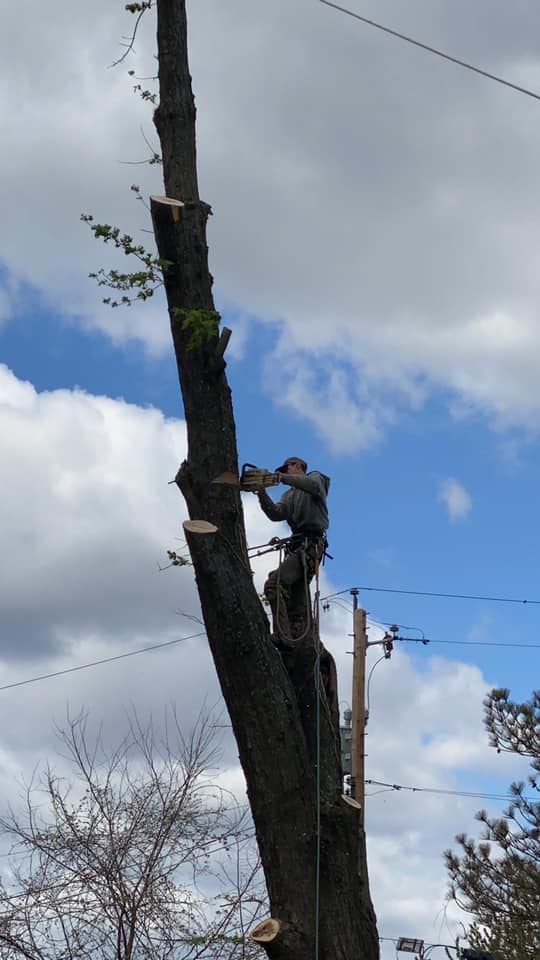 Edwards Tree Service | Fredonia KS