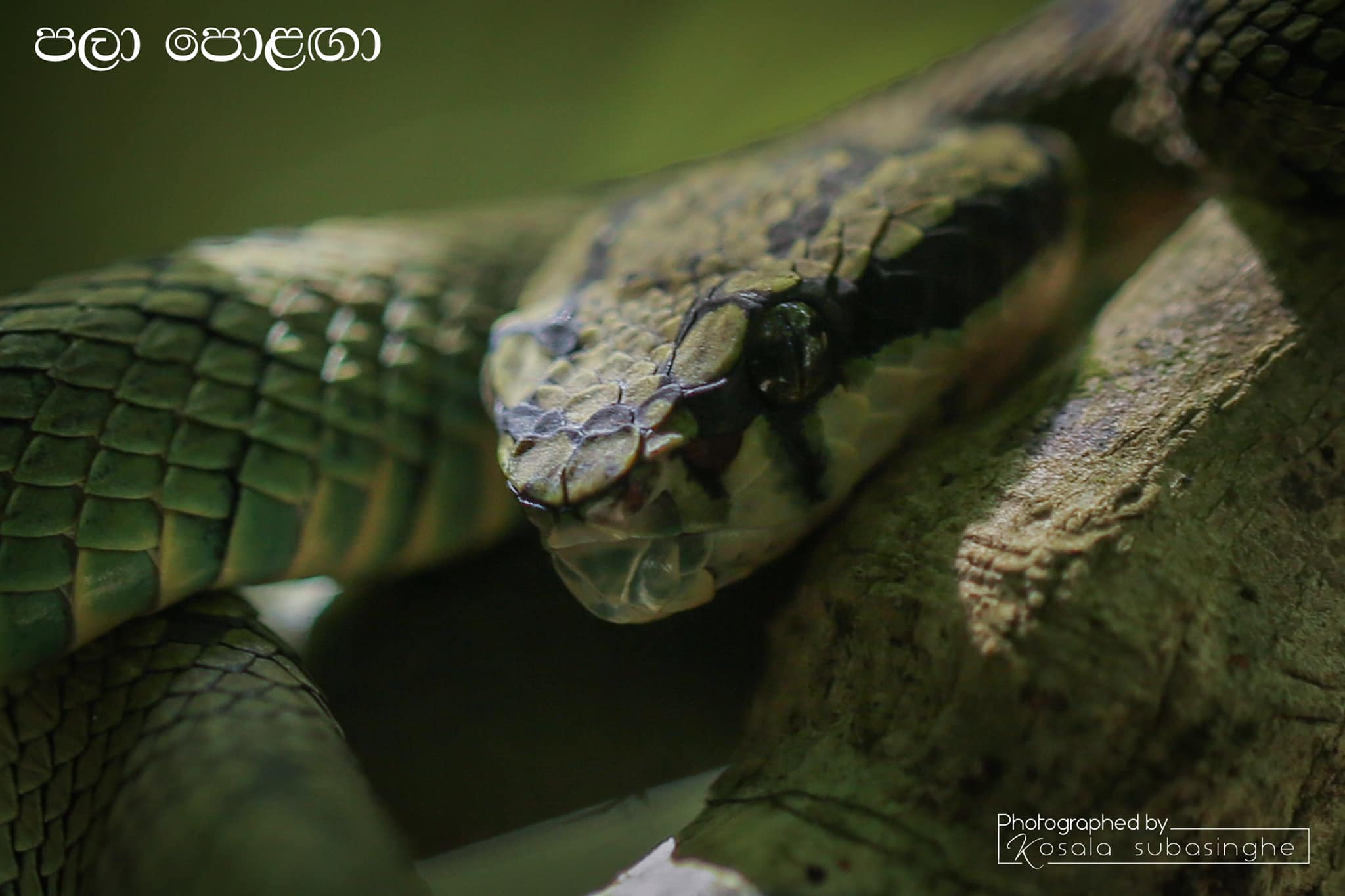 Kosala Subasinghe Photography