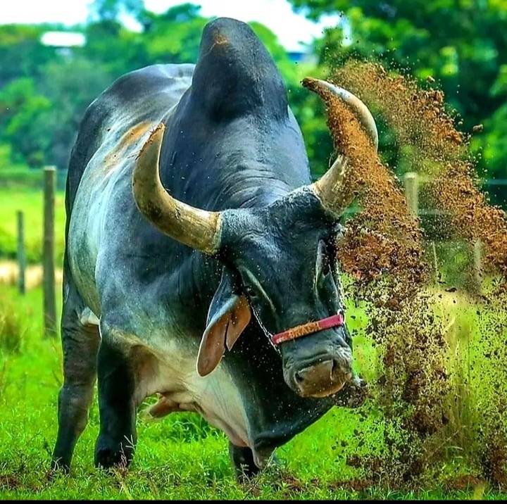 চট্টগ্রাম গরুর সেল বাজার added... - চট্টগ্রাম গরুর সেল বাজার