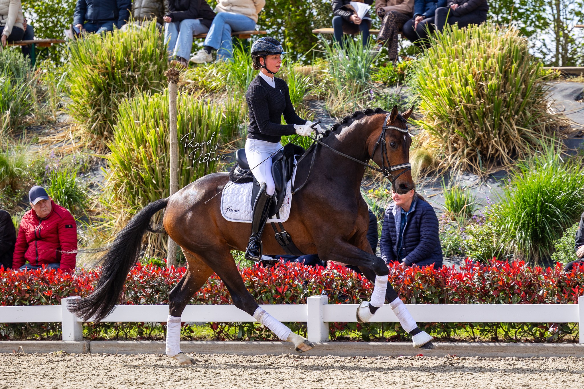 ❤️ 𝐑𝐞𝐝 𝐋𝐚𝐛𝐞𝐥 ❤️ A promising young stallion with