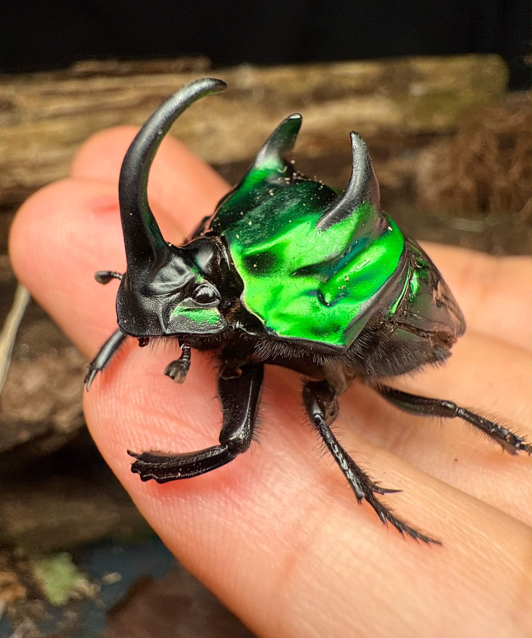Nick - Jewel Beetle (Temognatha sp.) One of the most spectacular