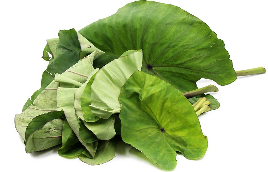 tobacco pouches zyn How to Use ZYN Nicotine Pouches