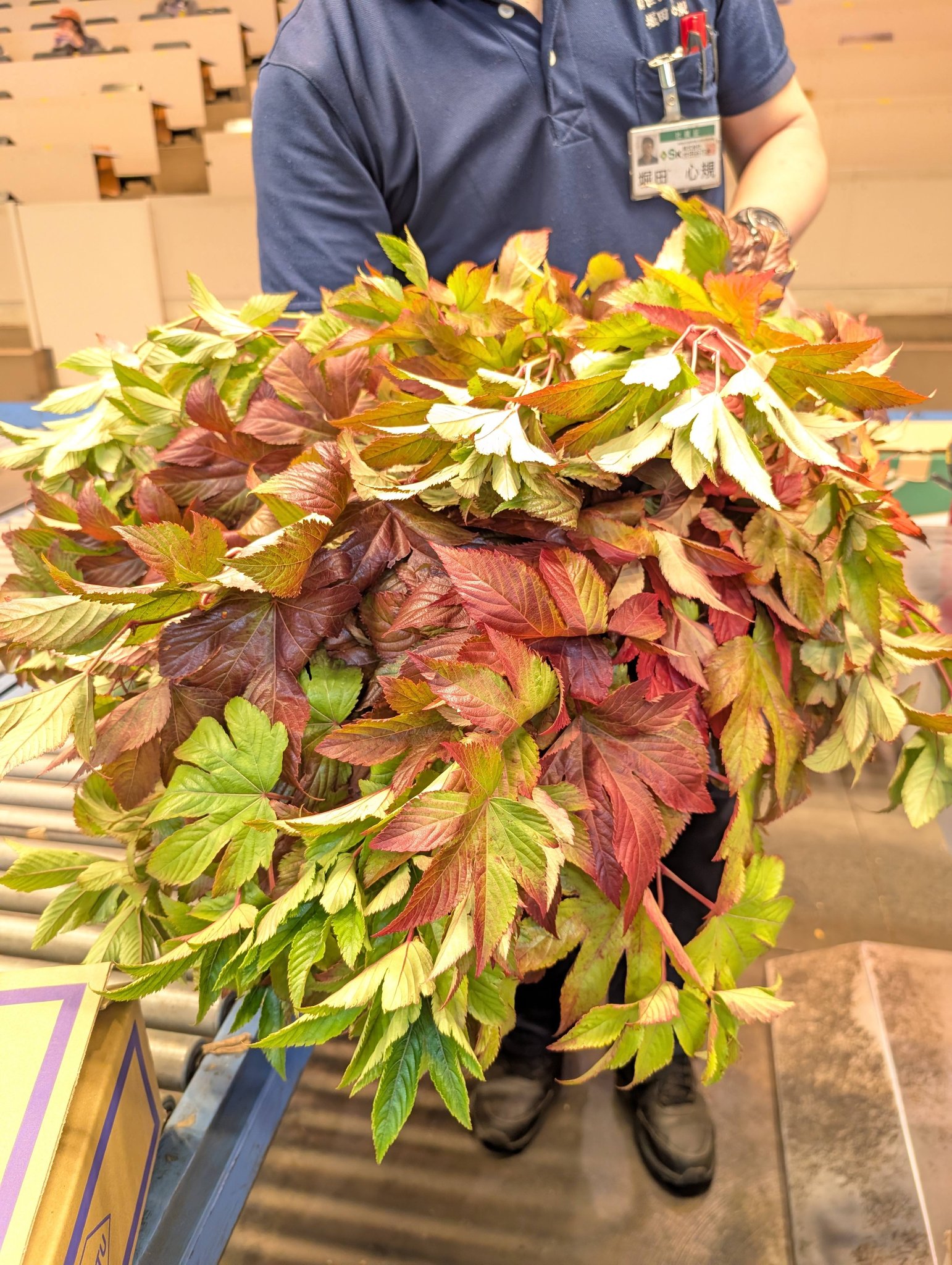 皆さん、おはようございます！ 今朝のセリ前朝礼では菊地が北海道から