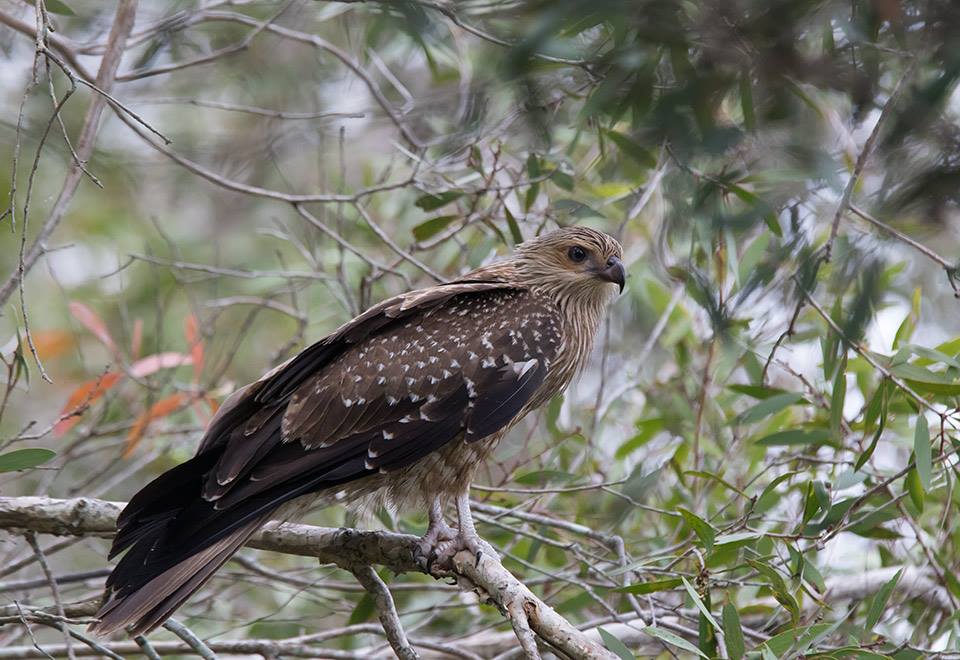 Some more... - Australian Raptor Care and Conservation Inc | Facebook