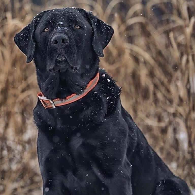 Very nice people.... - Bullseye Pheasant and Duck Hunting | Facebook