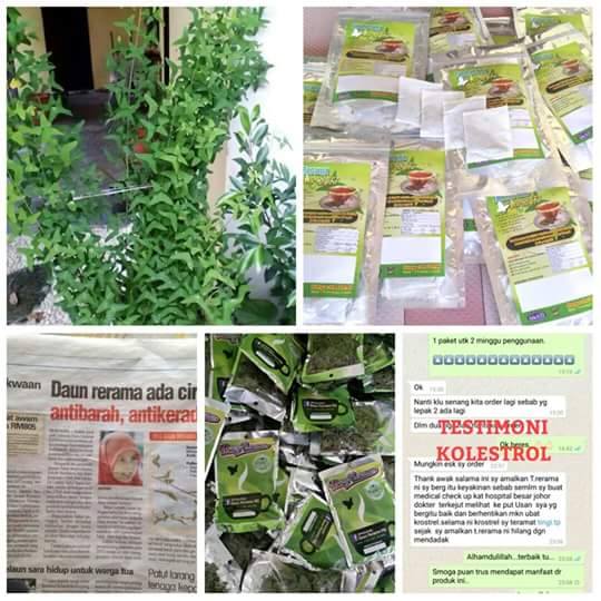 Daun Rerama Original Terengganu Hq 0177467423 - Posts 