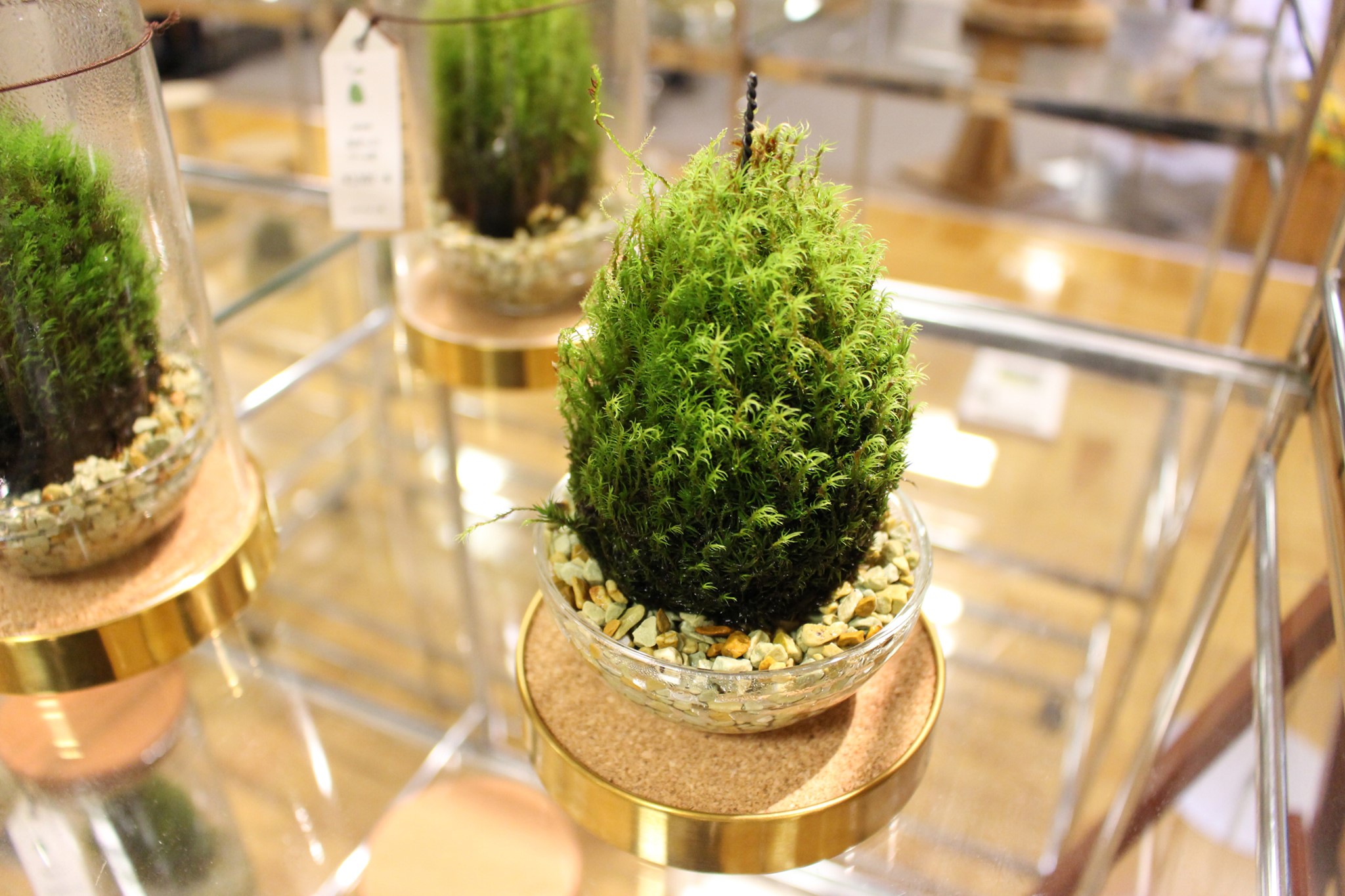 ◇松ぼっくりと苔のコラボ！◇ 苔ぼっくりは、松ぼっくりに水苔を
