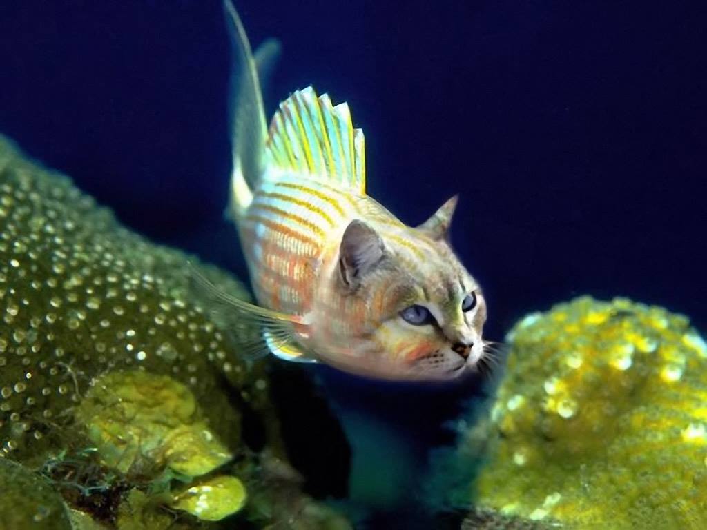 JASPER Fish at North Memorial
