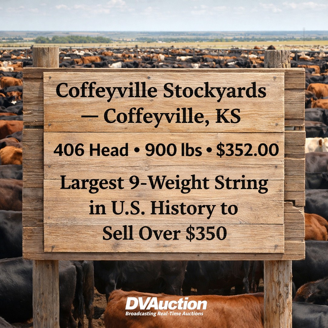 National - CLARA LIVE 🐂📊 Top 10 Largest 9-Weight Strings Sold Over $350 ...