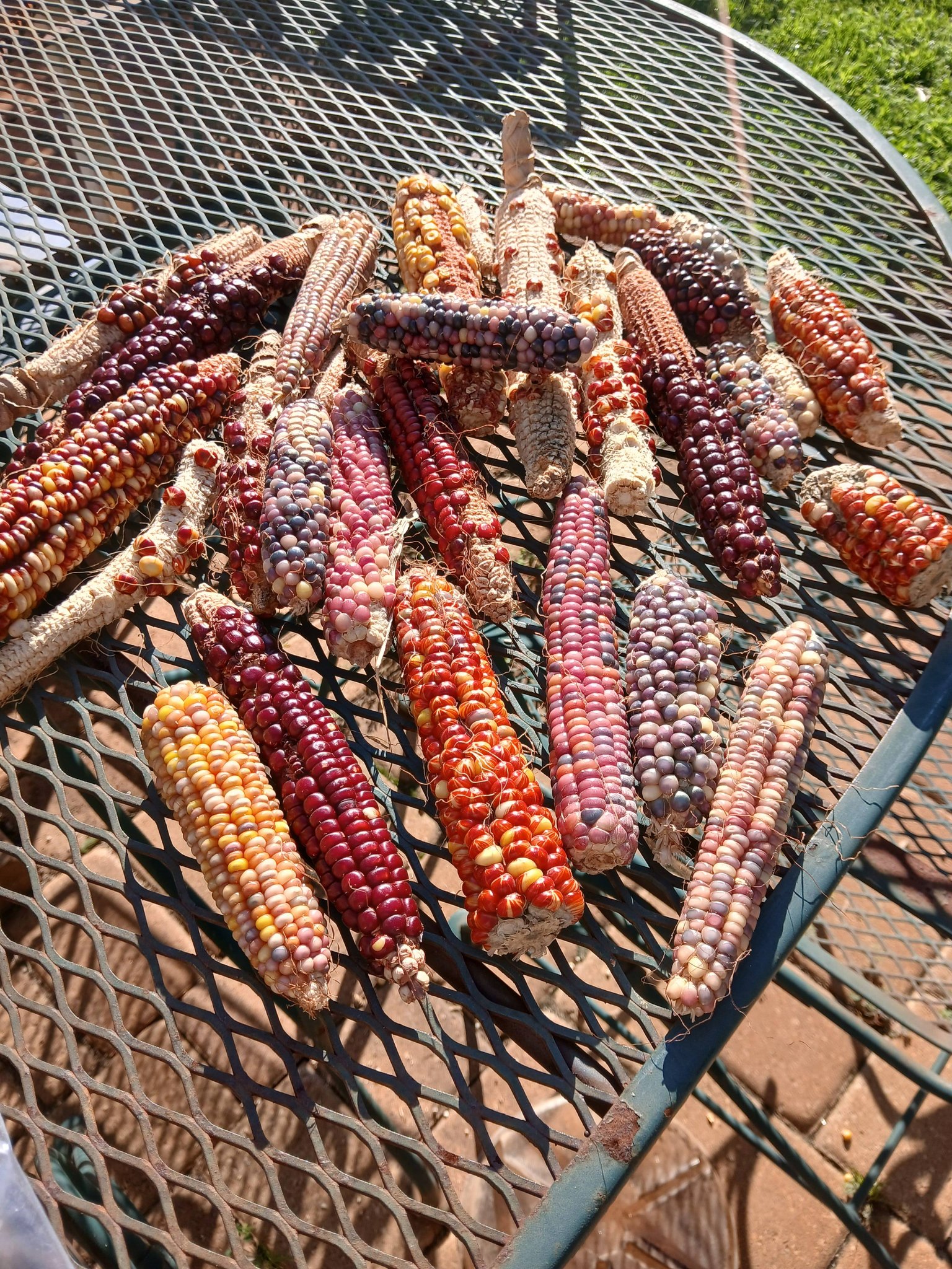 Vibrant Indian Corn colors from my garden