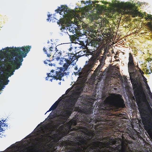 John - The Boole Tree is the 6th tallest tree in the world that grows ...