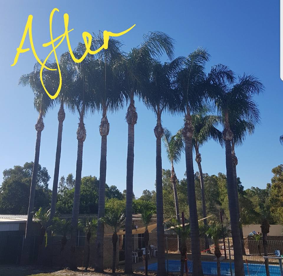 All Tree Works QLD | Bundaberg QLD