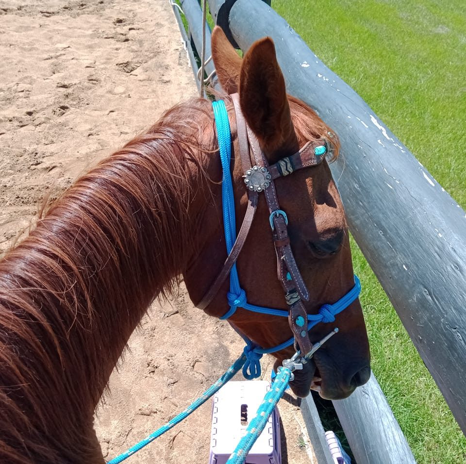 Horse lovers and owners in all states in the US | Hi! First time horse ...