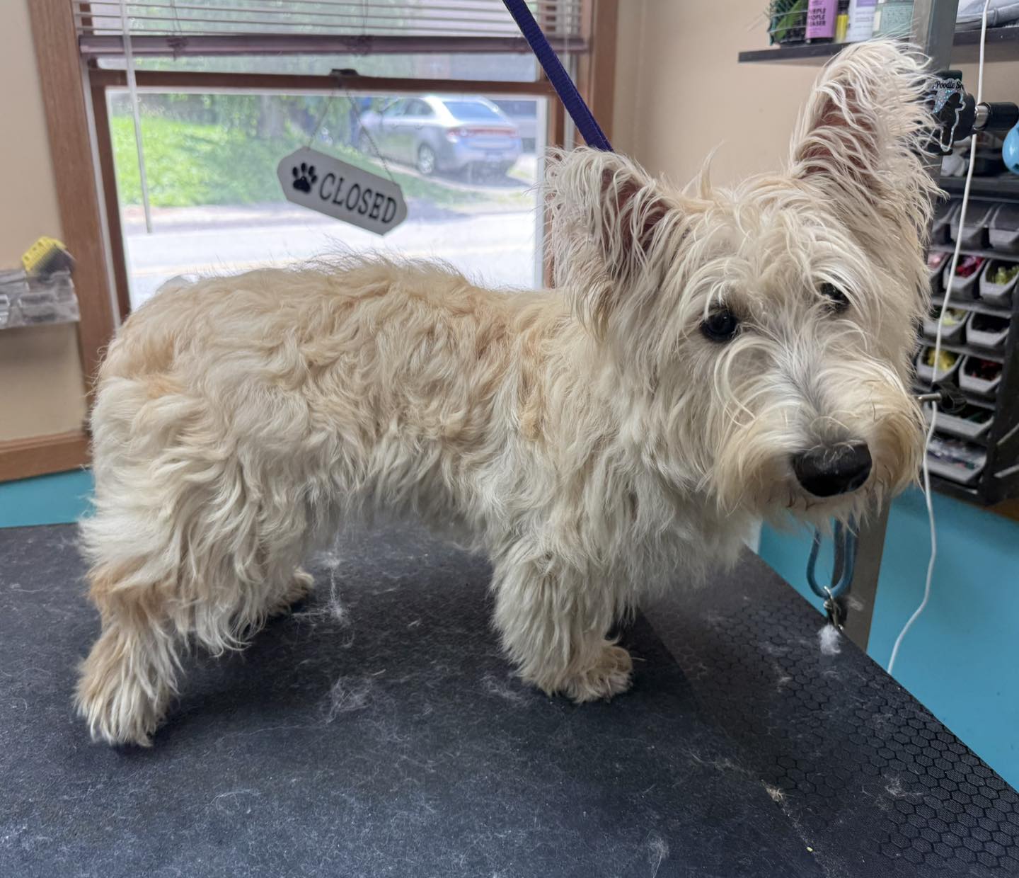 Pampered Paws-N-Claws added a new - Pampered Paws-N-Claws