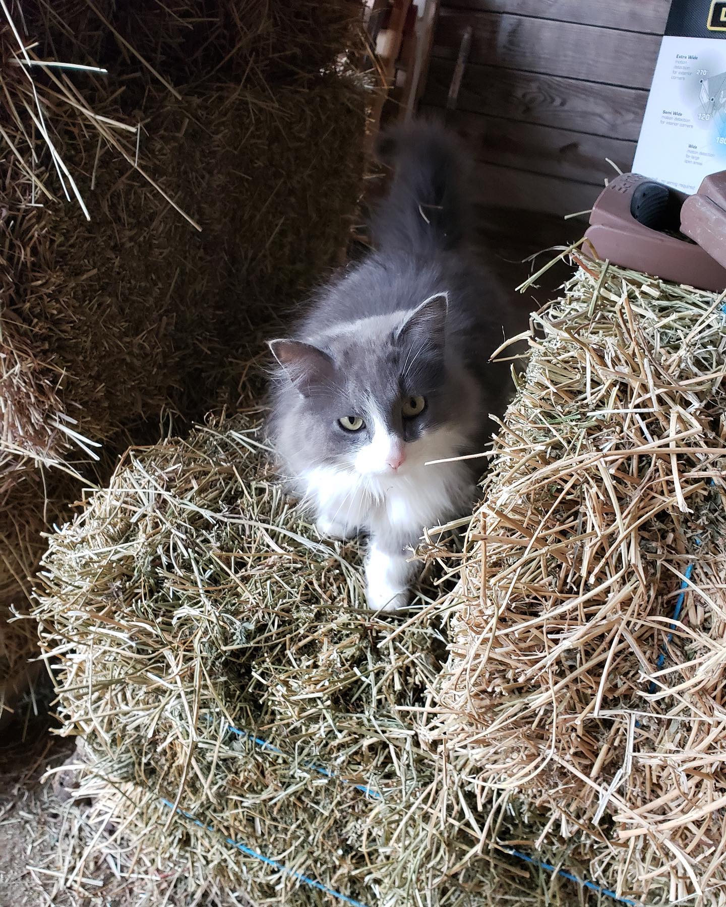 Photo dump! Been a great few weeks at... - Badger Ridge Farm