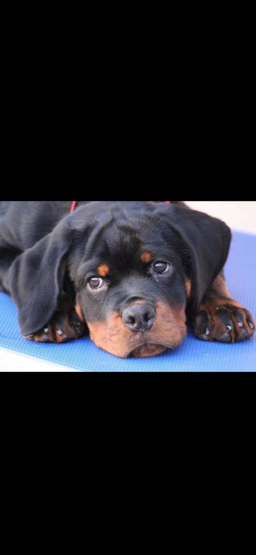 Franklin Haus Rottweilers