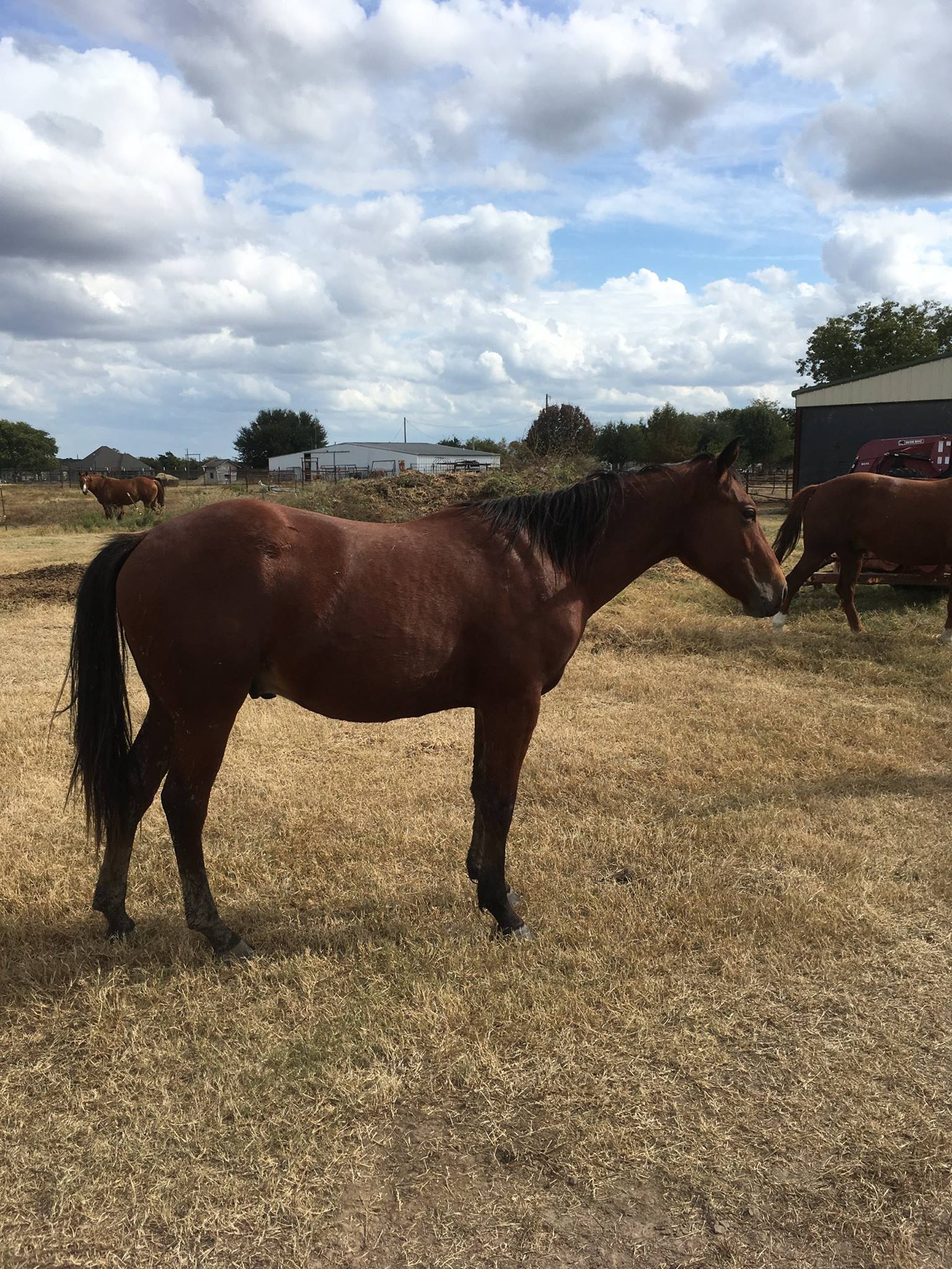 Twisted Bit Performance... - Twisted Bit Performance Horses