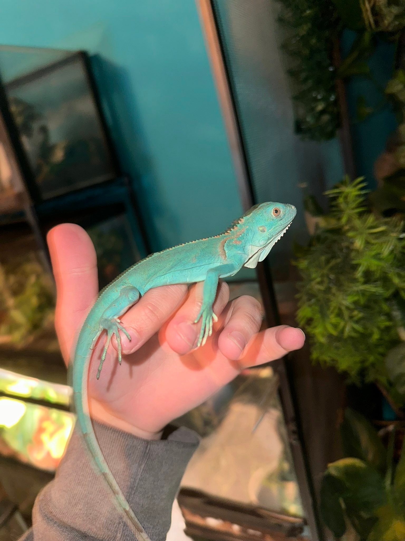 Blue Fuzz Rattery | Bryan OH