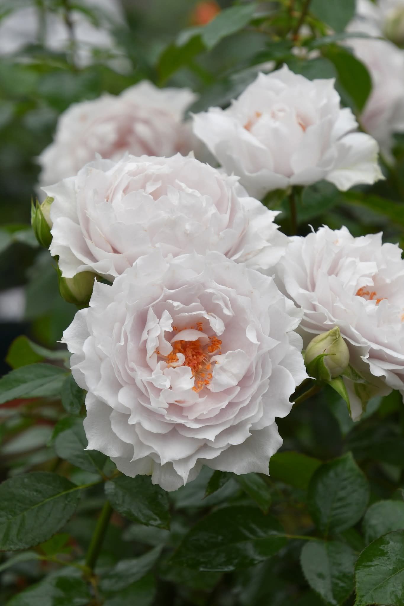 バラの家 - エンチャンティッド ピース Enchanted PEACE 黄色に花弁の
