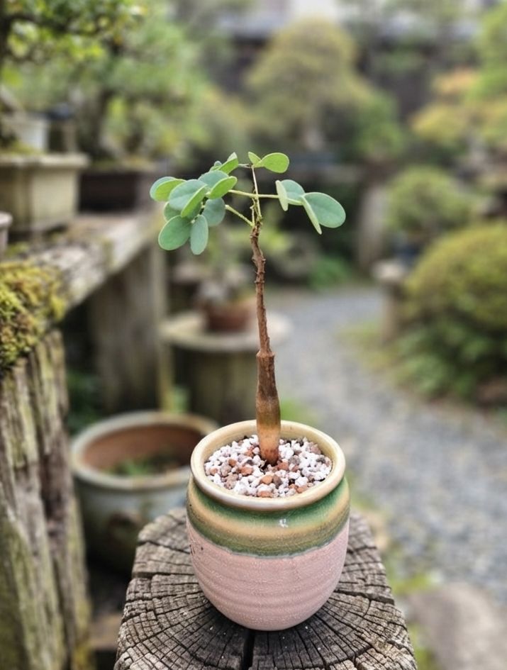 寄木盆　大小　人物鳳凰　M722 迷人的袖珍藝術：普米拉鳳凰木(Delonix pumila) ​普米拉鳳凰木(Delonix