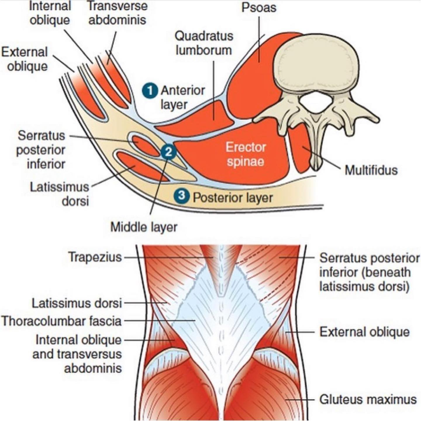 PhysioOsteoBook - PhysioOsteoBook added a new photo.