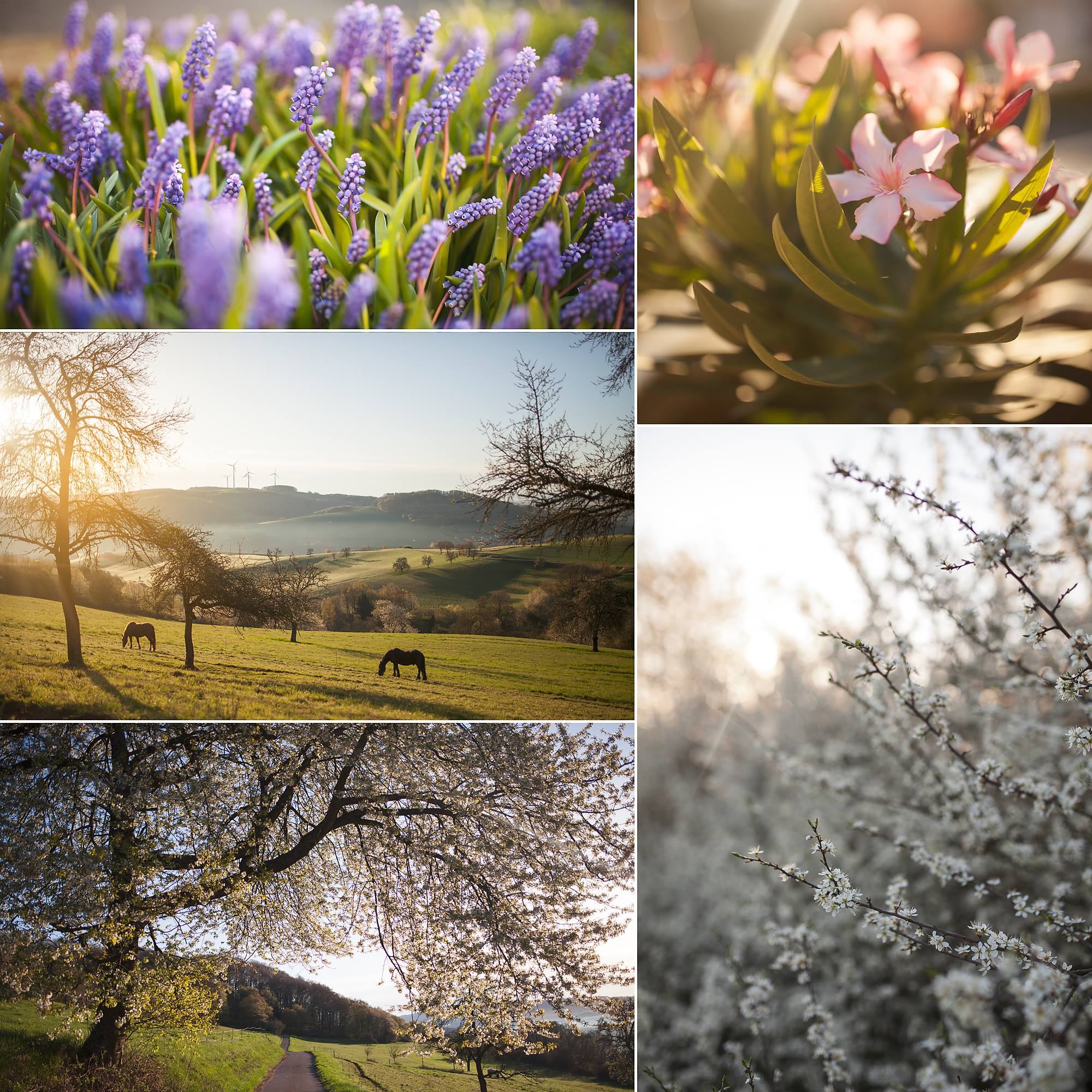 A beautiful Spring morning to all! 🌸🏵️💮🪻🇩🇪