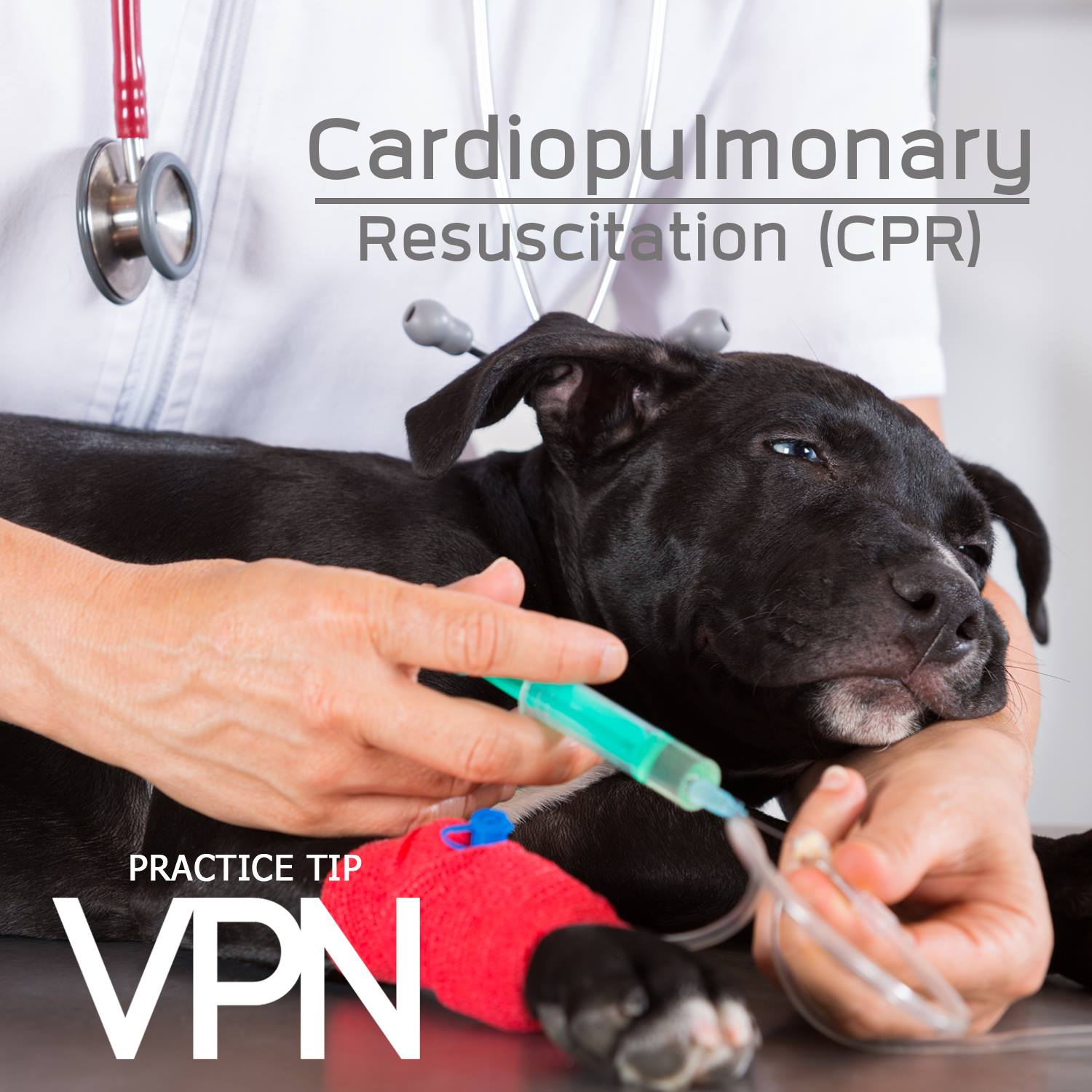 VPN Magazine - CPR คือการช่วยเหลือสัตว์ป่วยที่อยู่ในภาวะ... | Facebook