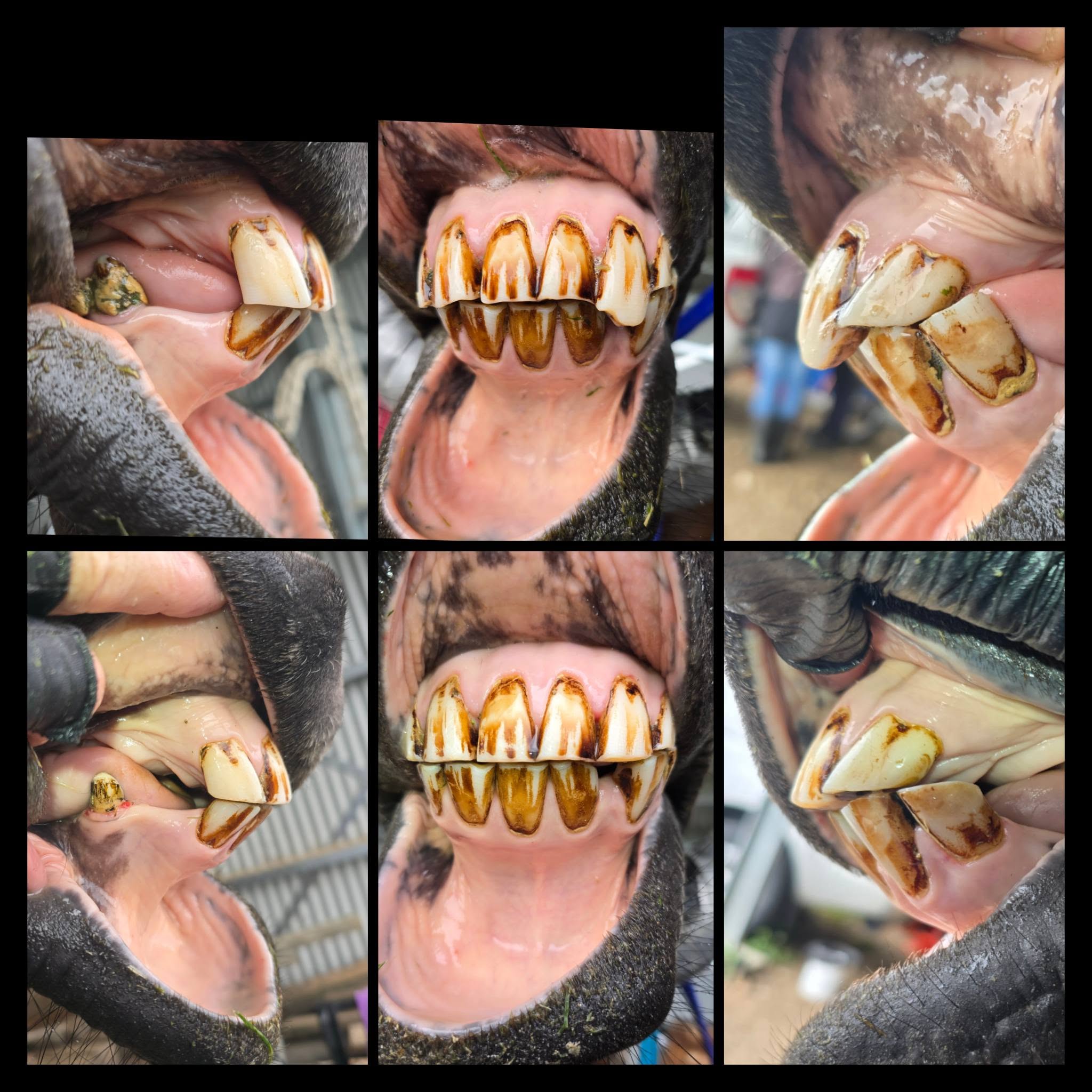 qualified-horse-dentist-clinic