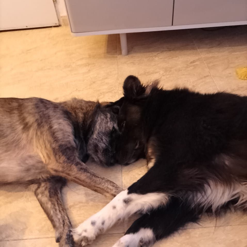 Our gorgeous Nordes, still waiting ...... 🐾Adopciones/Adoptions ...