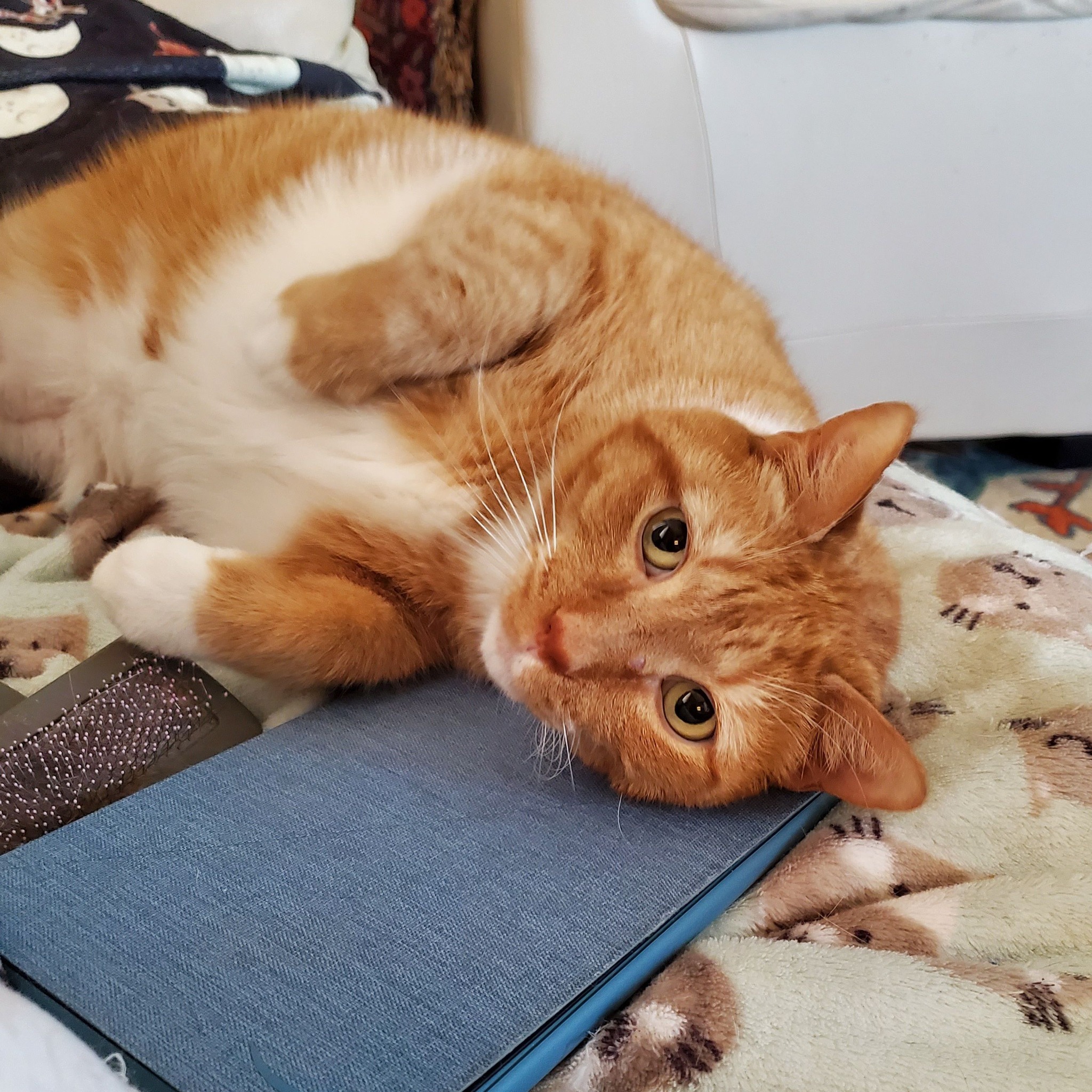 Maxwell the Orange Tabby (@maxwelltheorangetabby) • Facebook