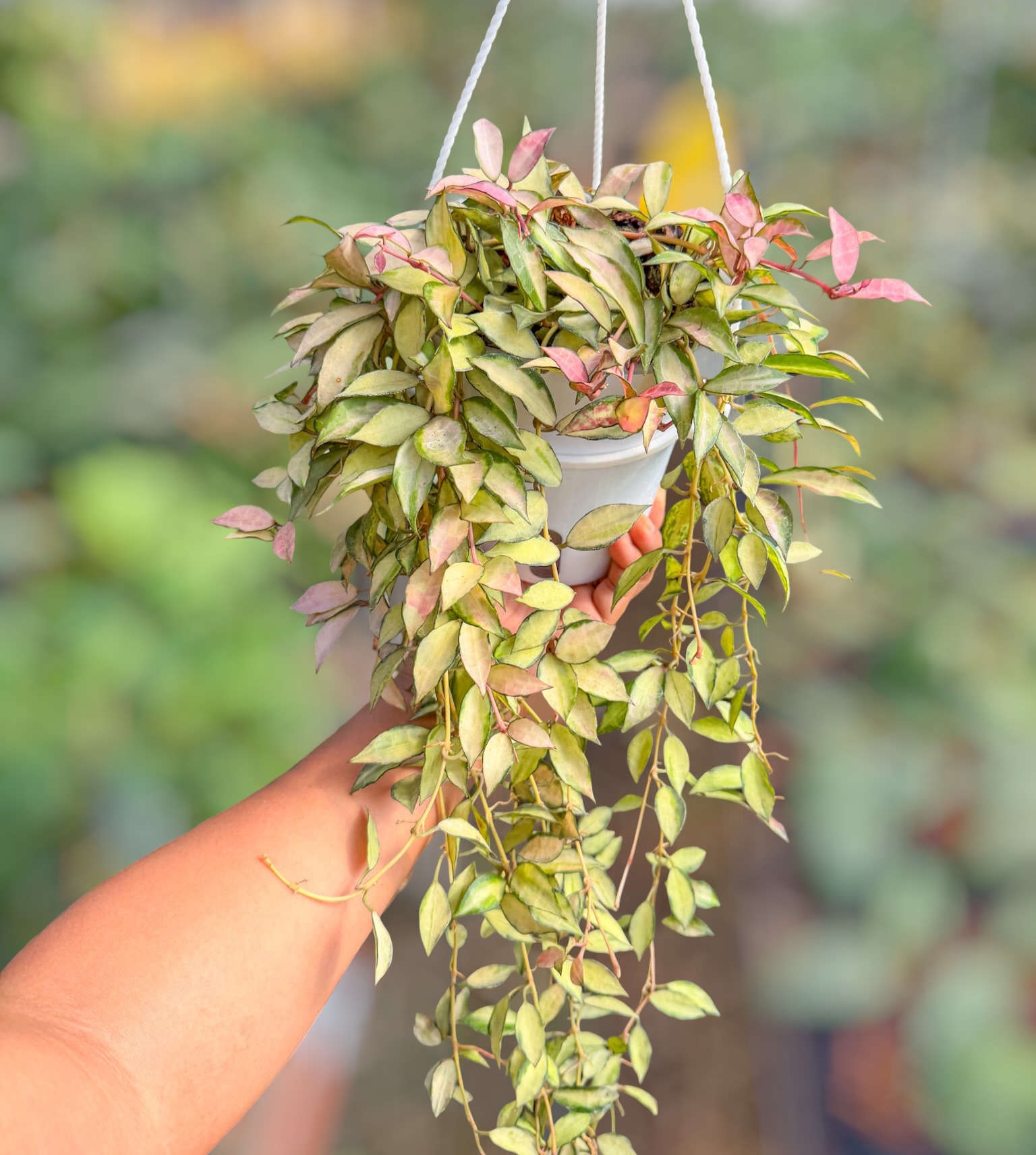 Unsolicited - Hoya sp. (Chiang Dao, silver) Might not be the