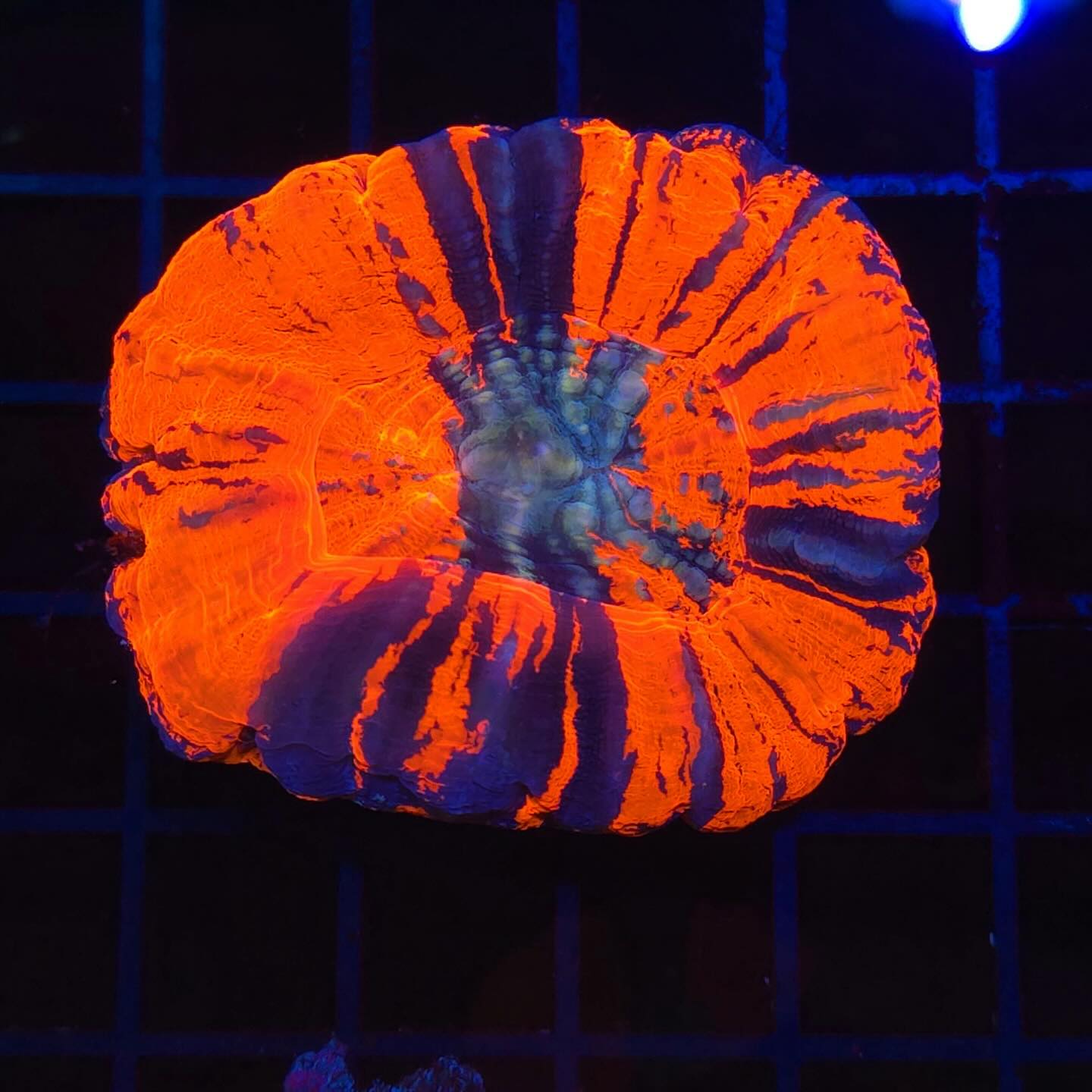 Reefalia - Esta espectacular Scoly Warpaint es una joya para cualquier ...
