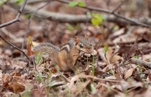 Life of Chattering Chipmunks