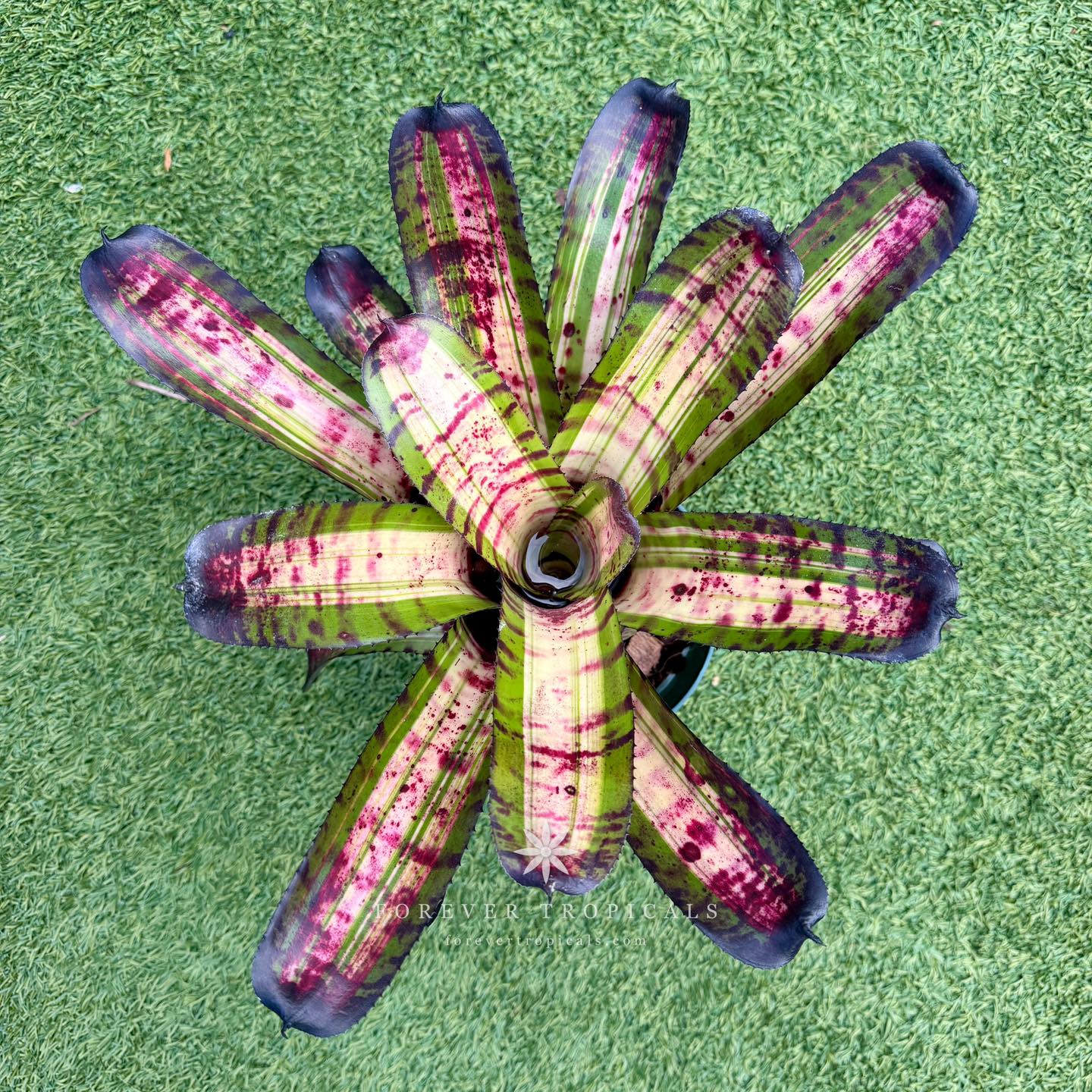 Neo pinata bromeliad hybrid by Lisa Vinzant
