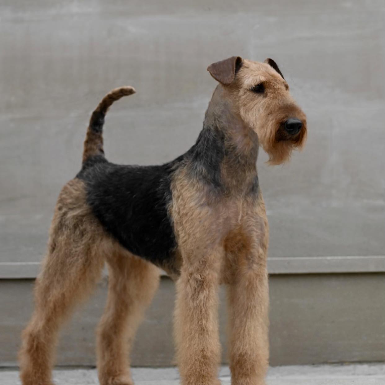 Spotted in Rochester | Does anyone have recommendations for dog ...