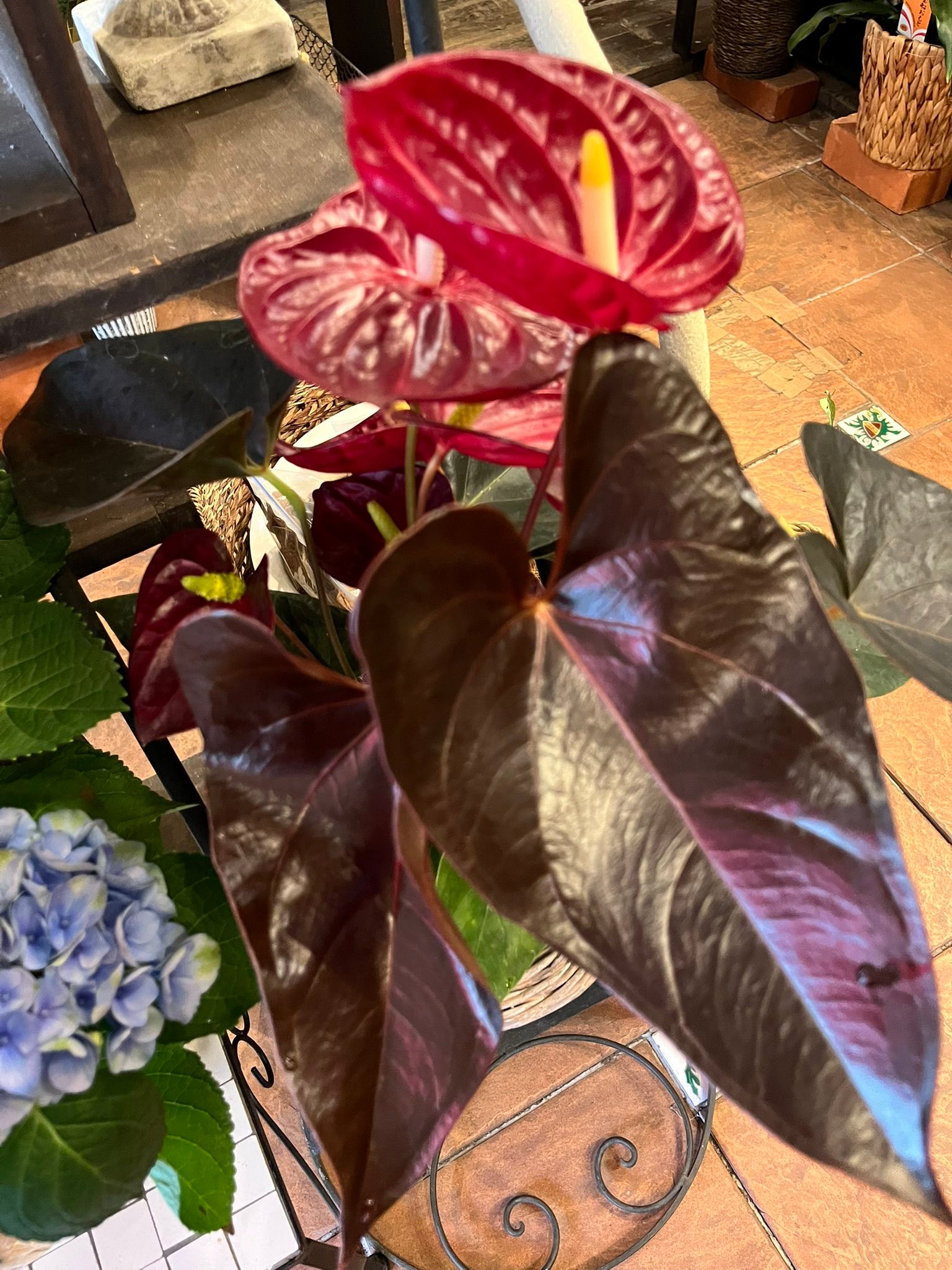 アンスリウム sp. チョコ IA 2.0｜917 Anthurium sp. Choco IA 2.0