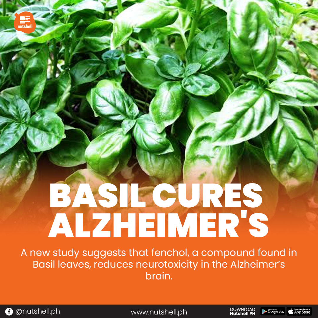 Nutshell - The compound found in Basil can help protect...