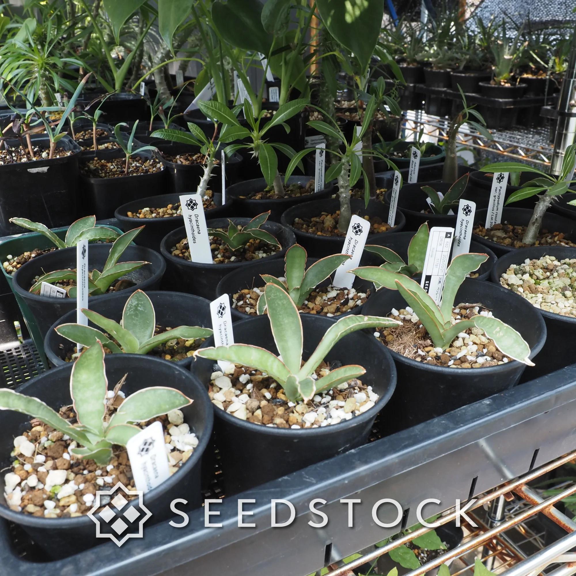 【〜6月30日迄値下げします】トレベシア　パルマータ Seedstock - Seedstock added a new photo.